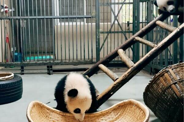 Wat is de straf voor het doden van een panda in China?